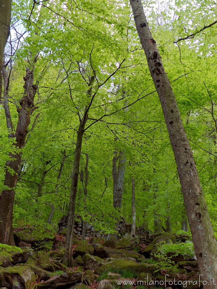 Rosazza (Biella) - Bosco in primavera